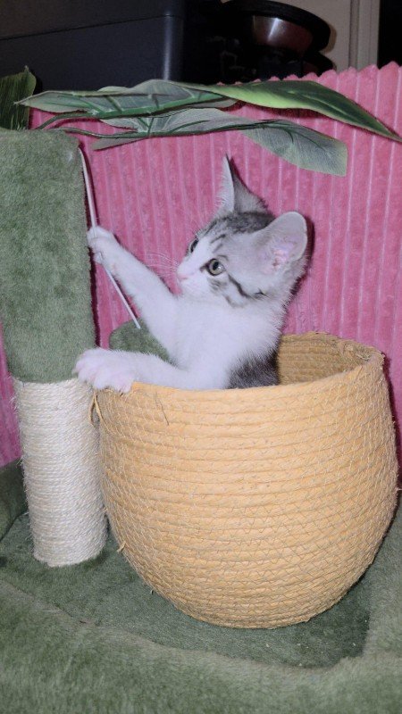 Sunbrero