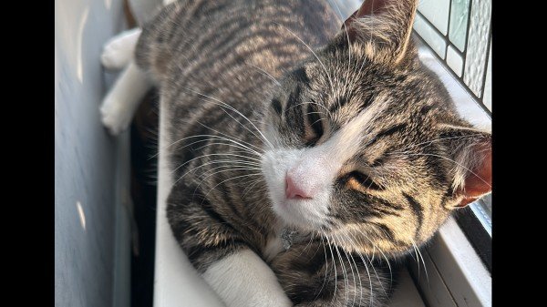 Nayla
