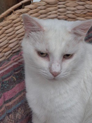 Dimitri