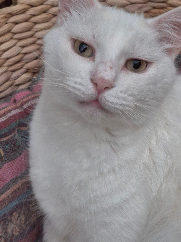 Dimitri