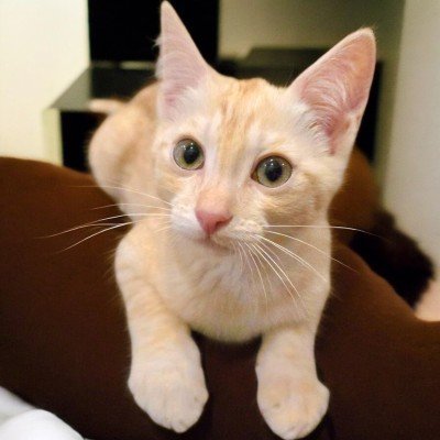 Cashew