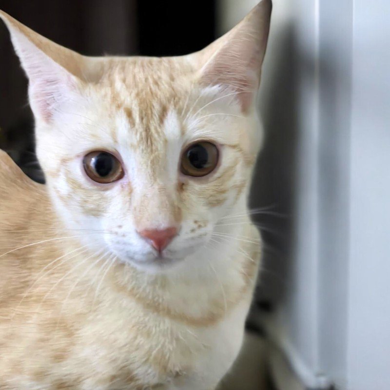 Cashew