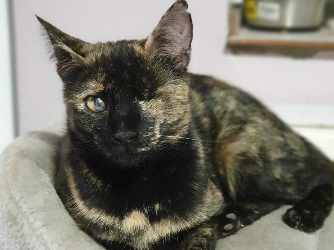Tortzy