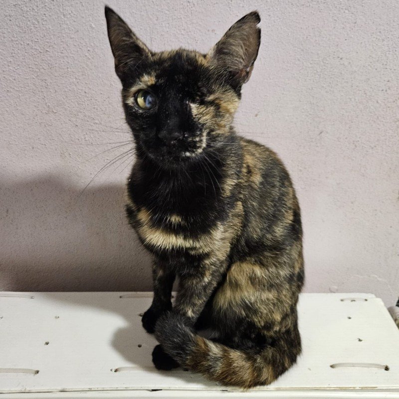 Tortzy