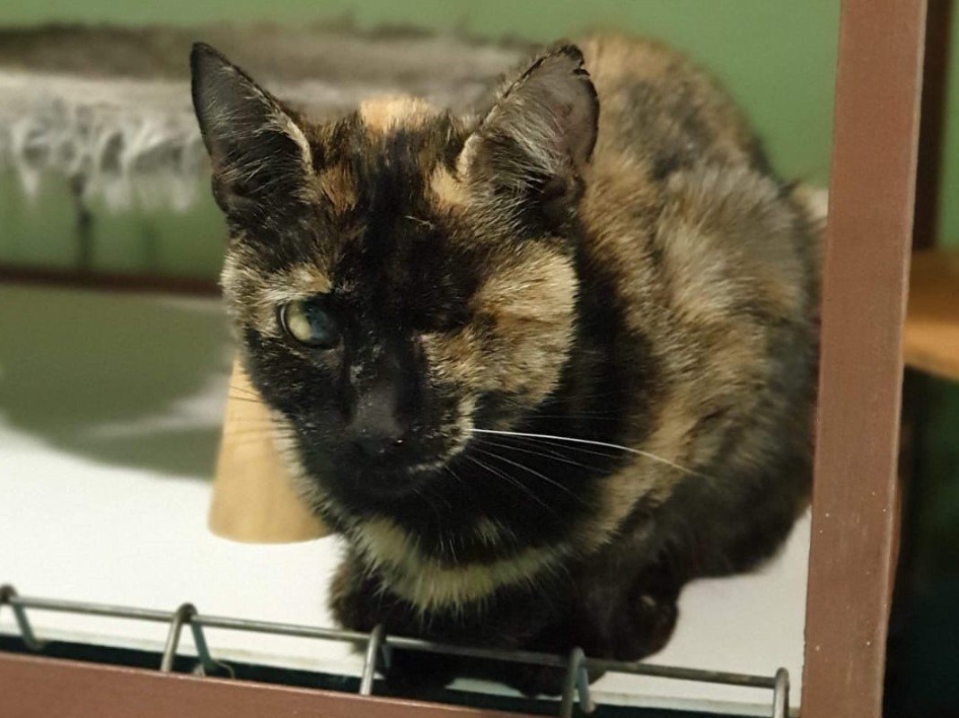 Tortzy
