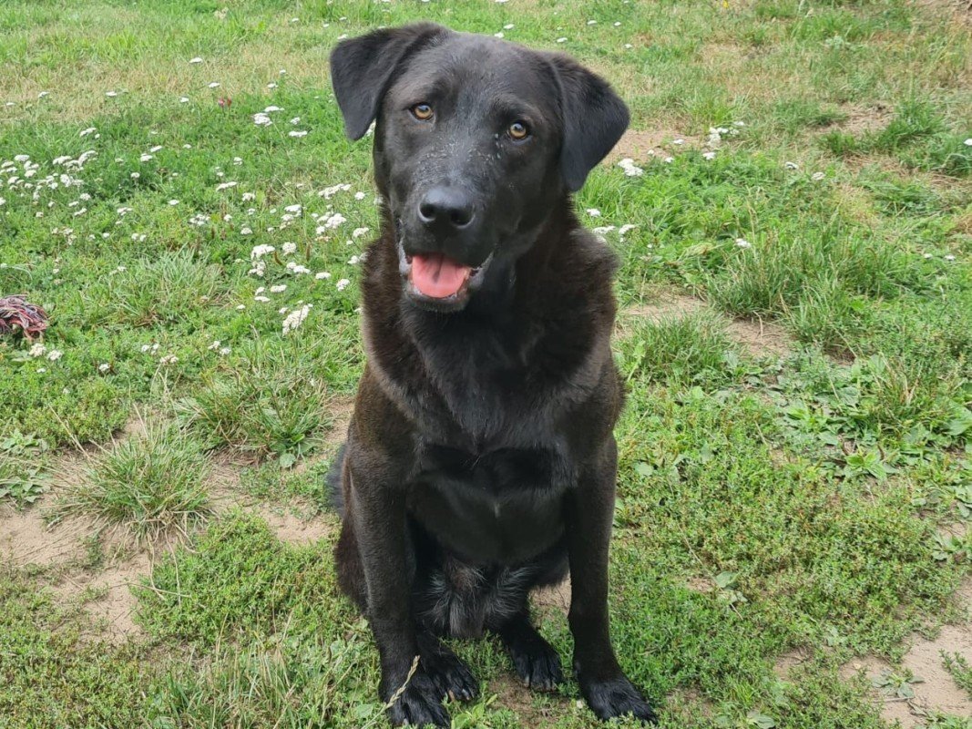 Hugo