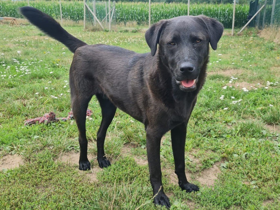 Hugo