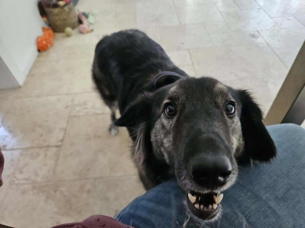 Enzo