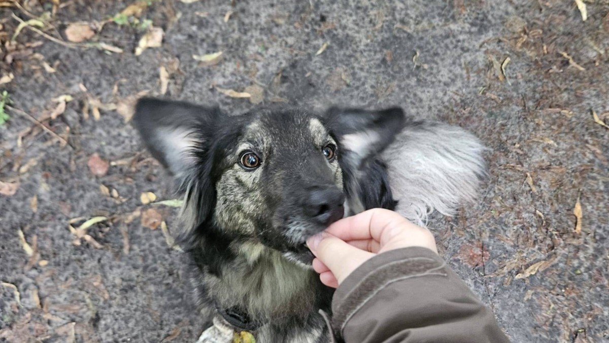 Enzo