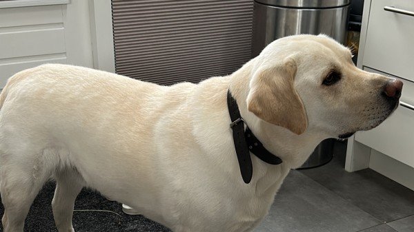 Cooper