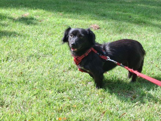 Onyx