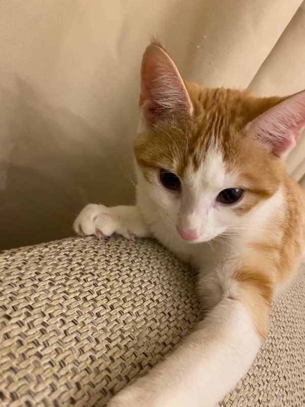 Rosie