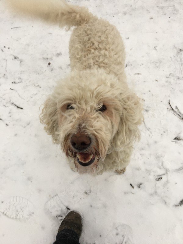 Maya