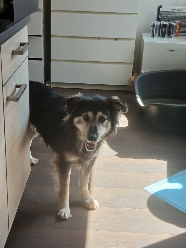 Lottie