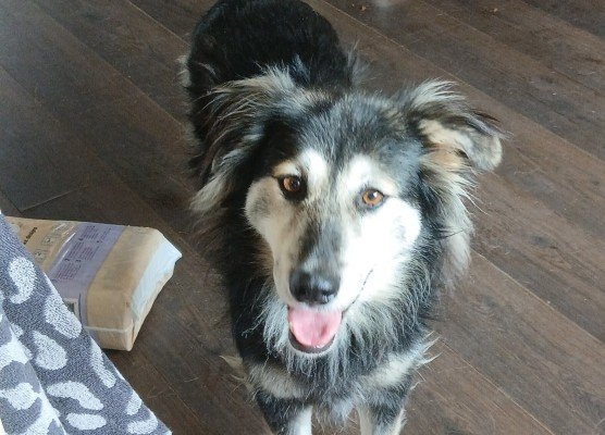 Lottie