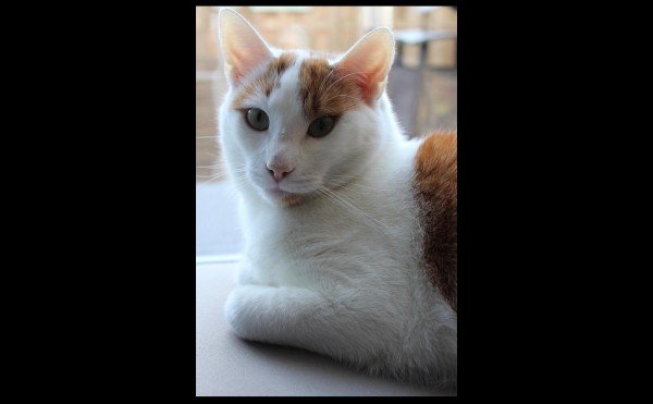 Zoë