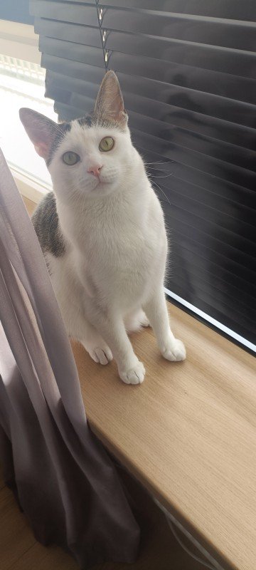 Toby