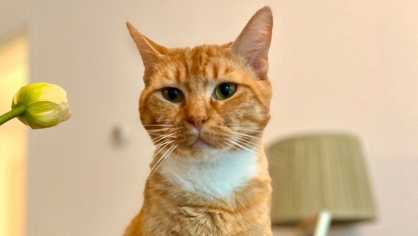 Ollie