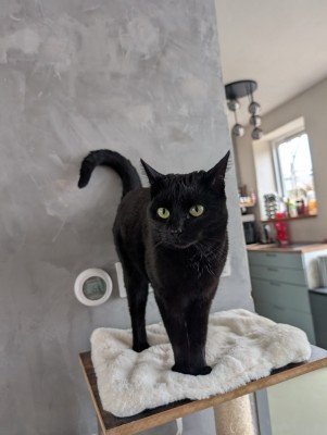 Black Nox