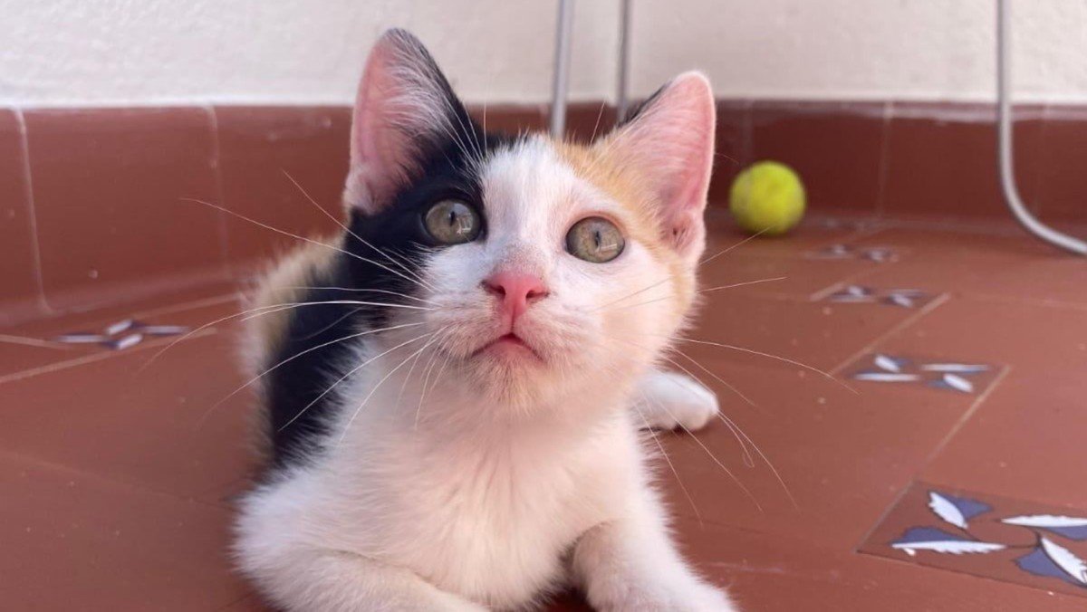 Lua
