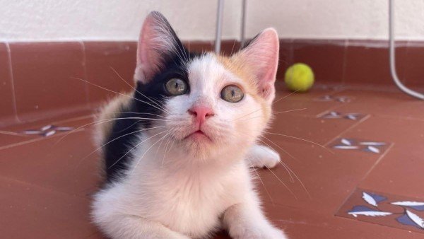 Lua