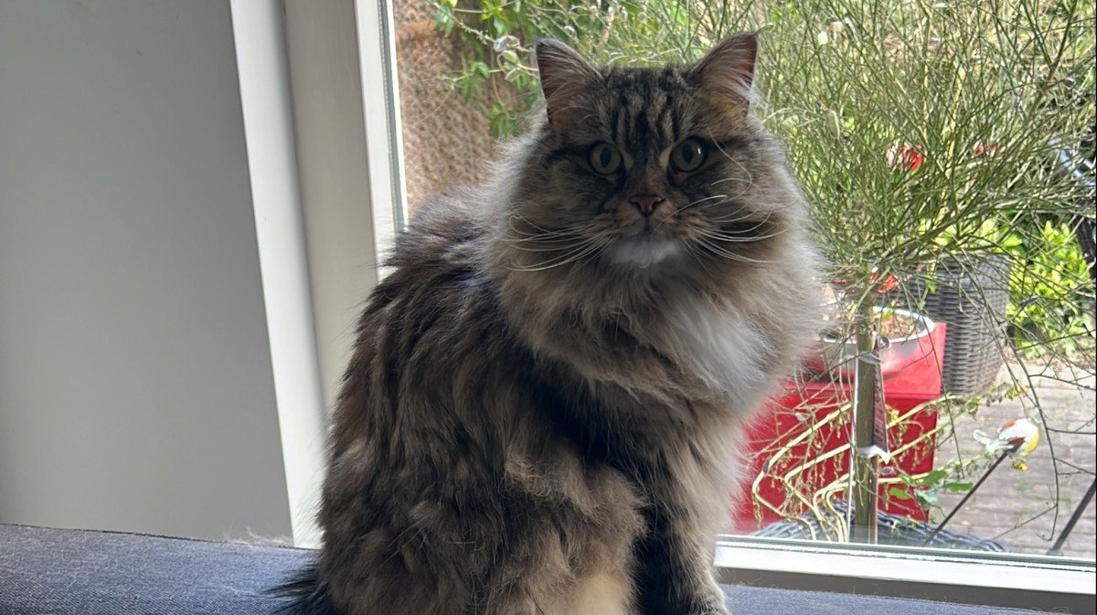 Bowie