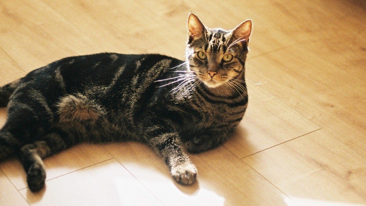 Haruki