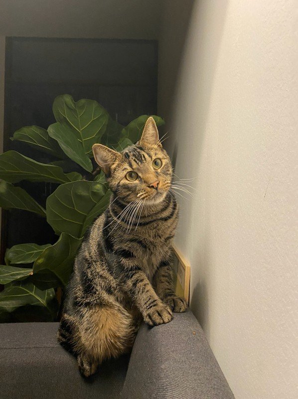 Haruki