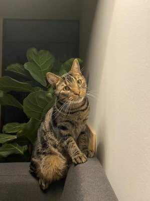 Haruki