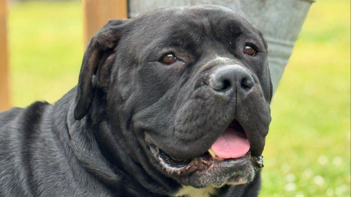 Kimbo