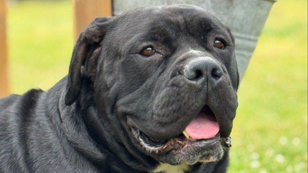 Kimbo