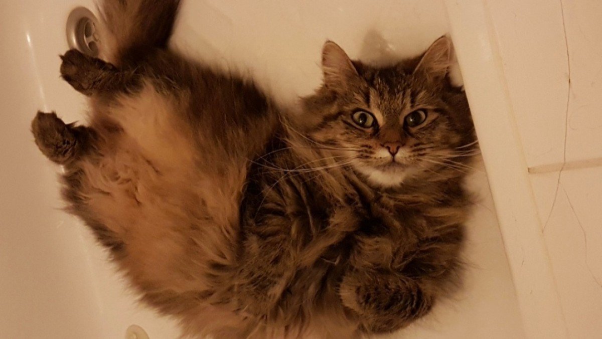 Mojo