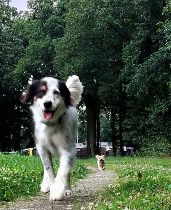 Balou