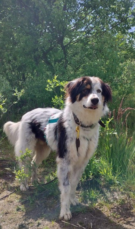 Balou