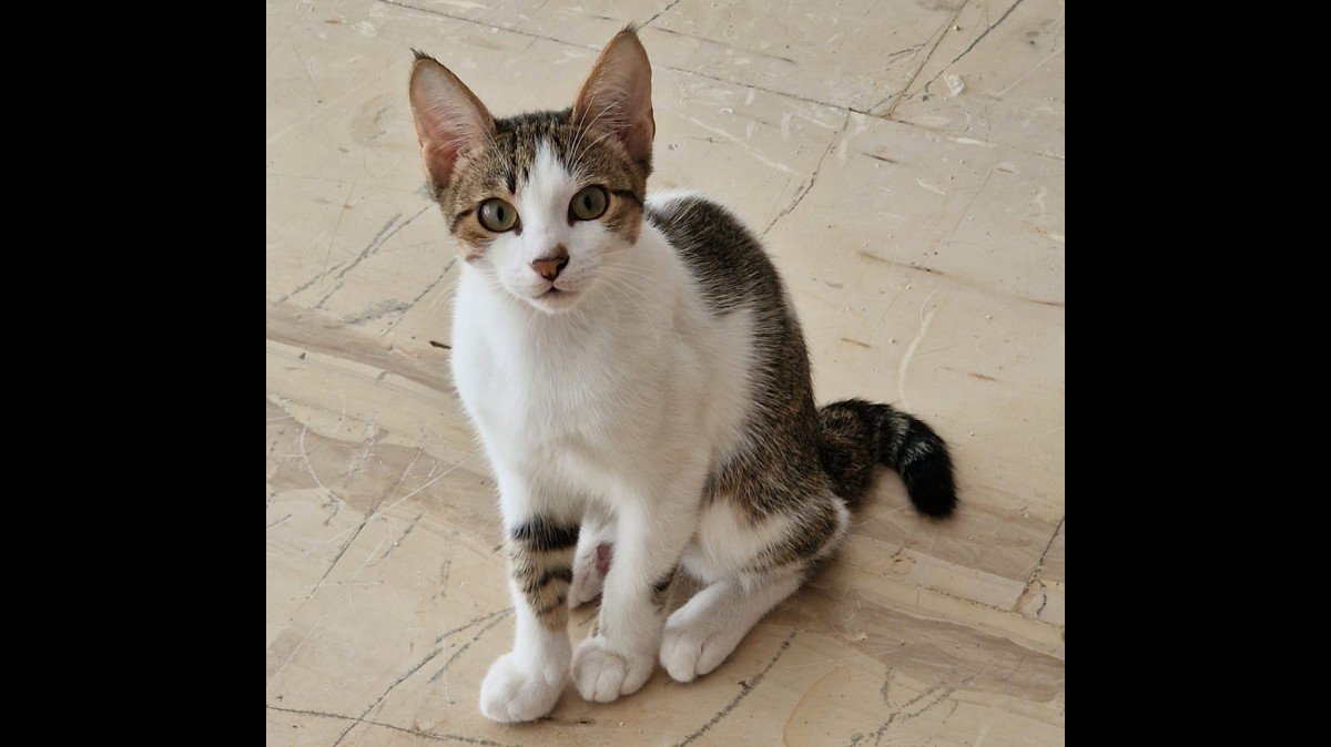 Loki