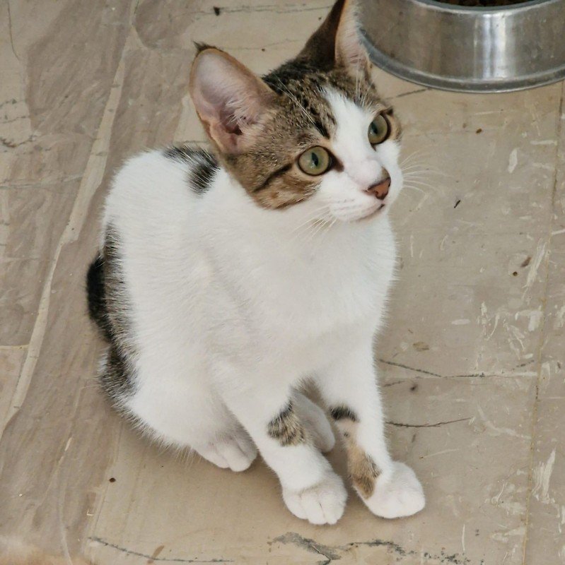 Loki