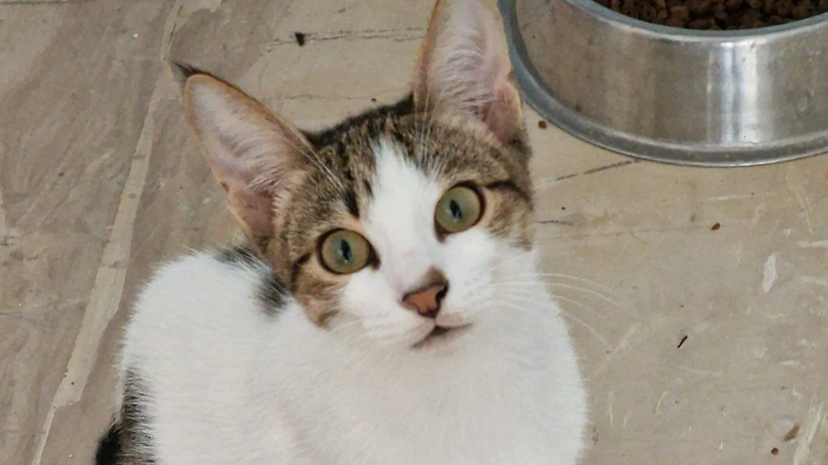 Loki
