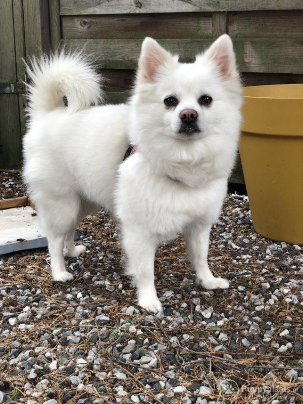 Bella