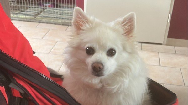 Bella