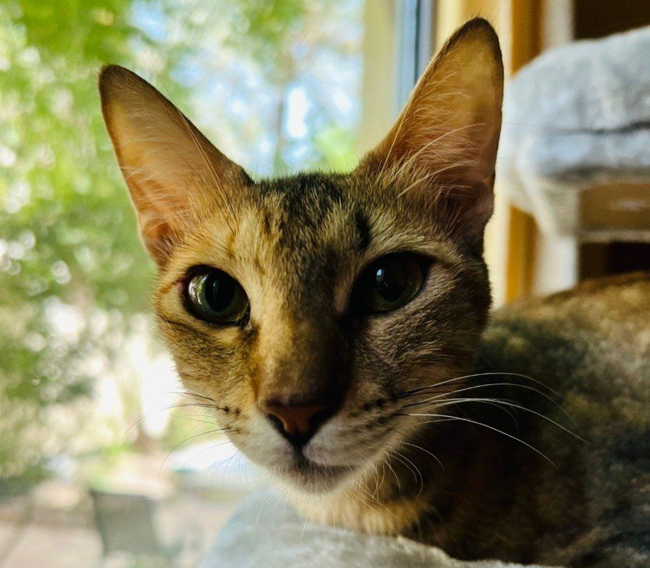 Leopatra