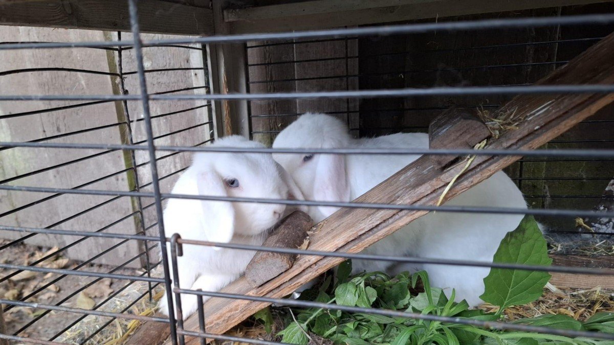 Bunny