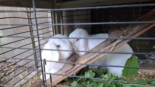 Bunny