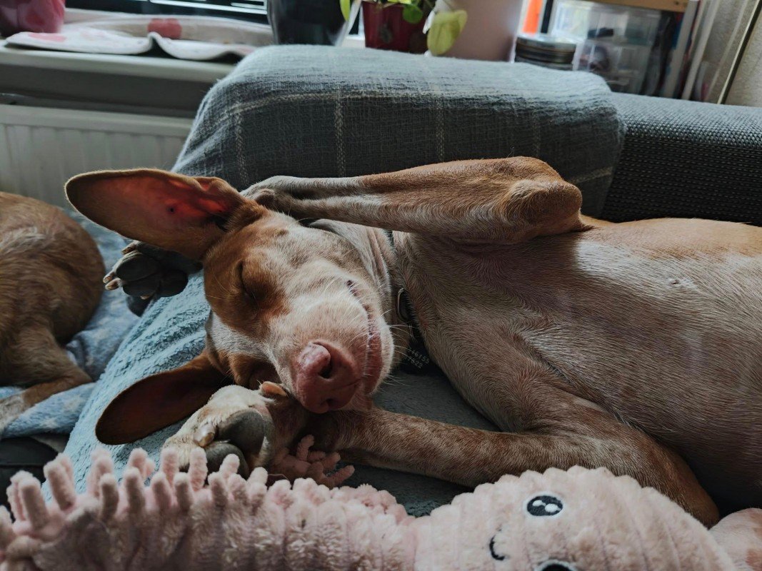 Ollie