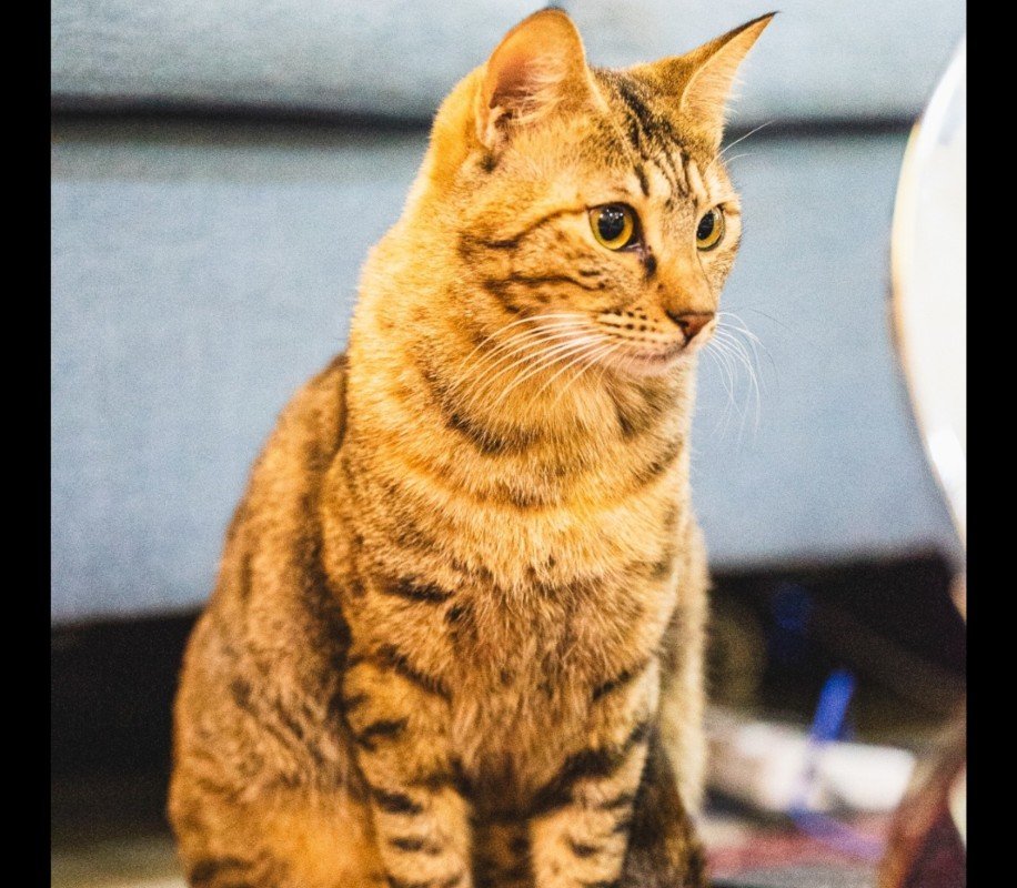 MowMow
