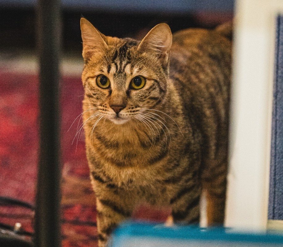 MowMow