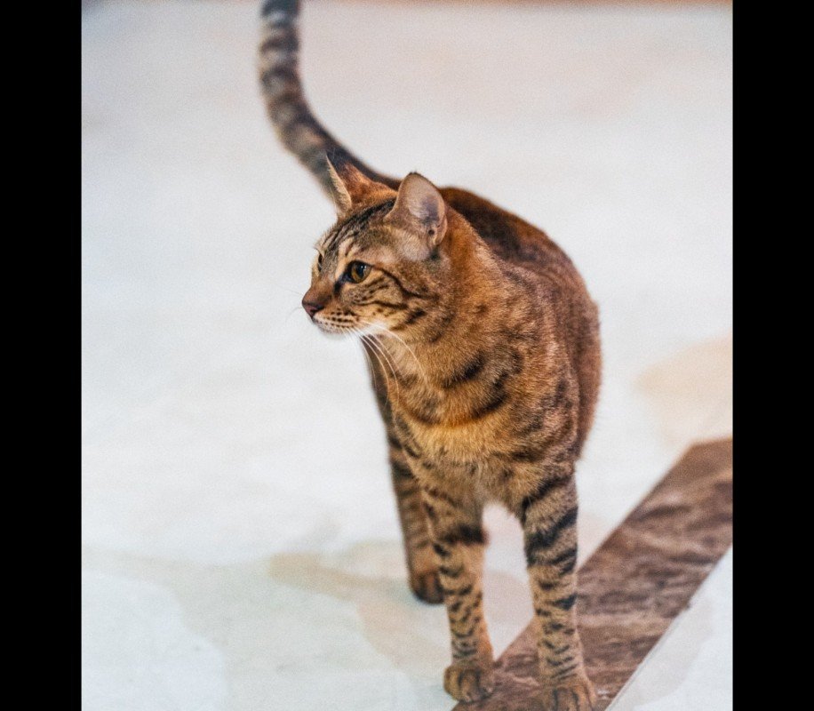 MowMow