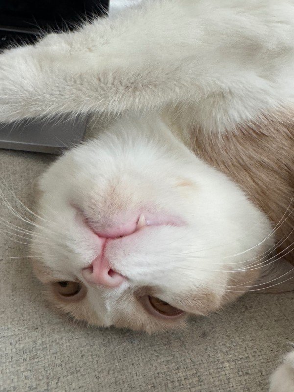 Alfie