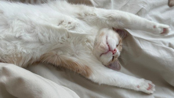 Alfie
