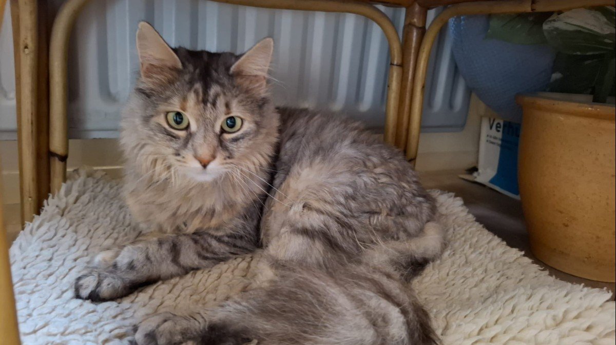 Jezebel