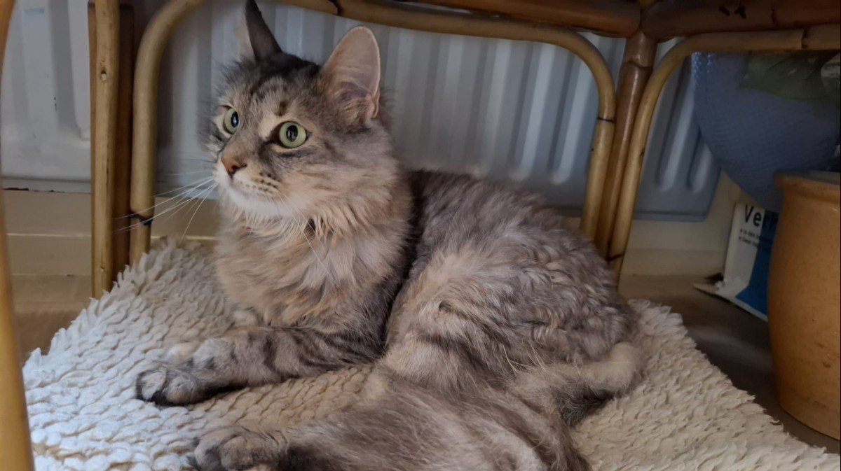 Jezebel